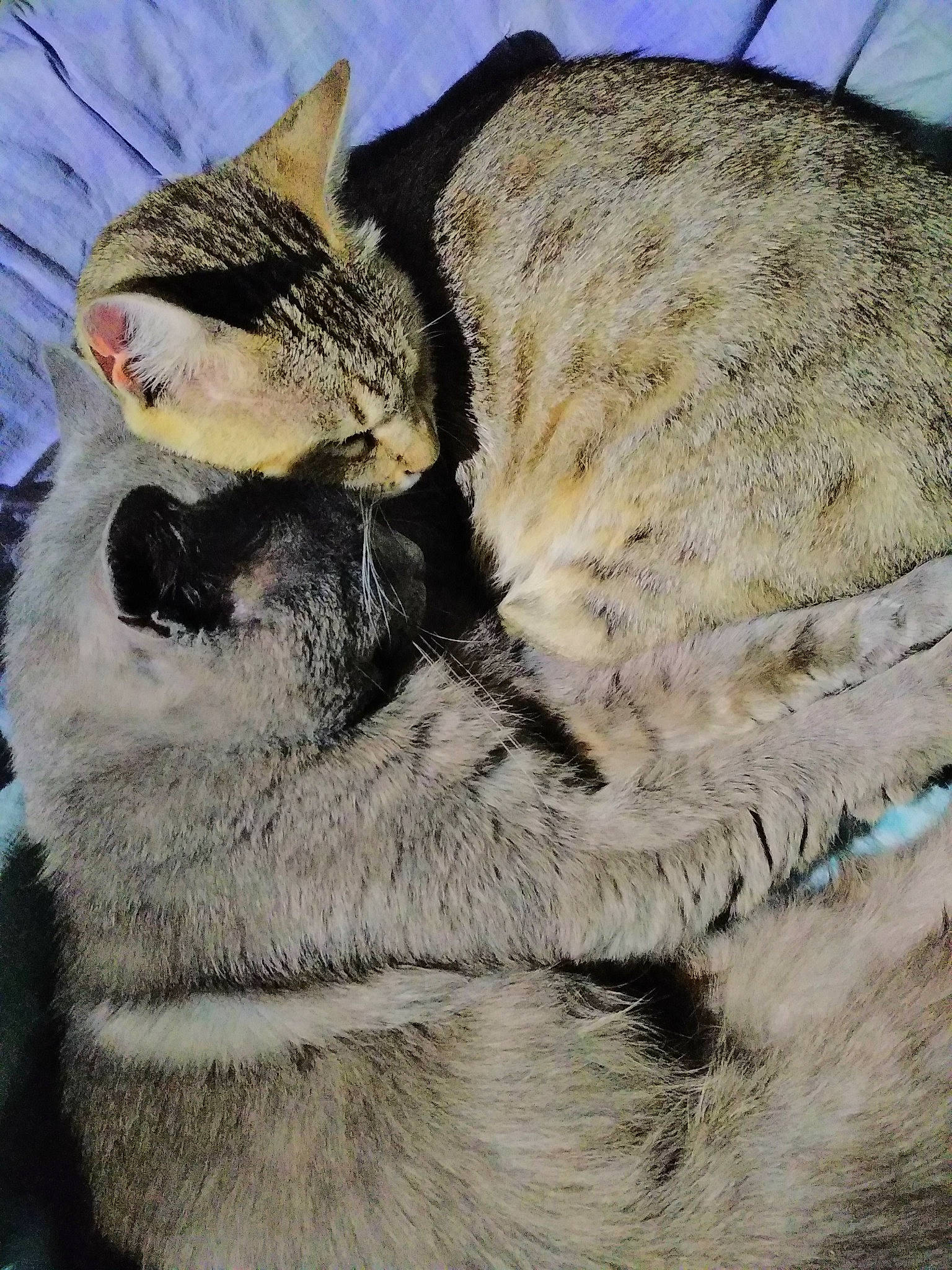 Onizuka a rejoint le concours — aidez-le/la à gagner de superbes lots ! carnivore, cat, claw, comfort, domestic_short_haired_cat, eye, fawn, felidae, fur, nap, paw, plant, sleep, small_to_medium_sized_cats, snout, tail, terrestrial_animal, tree, whiskers, wildlife