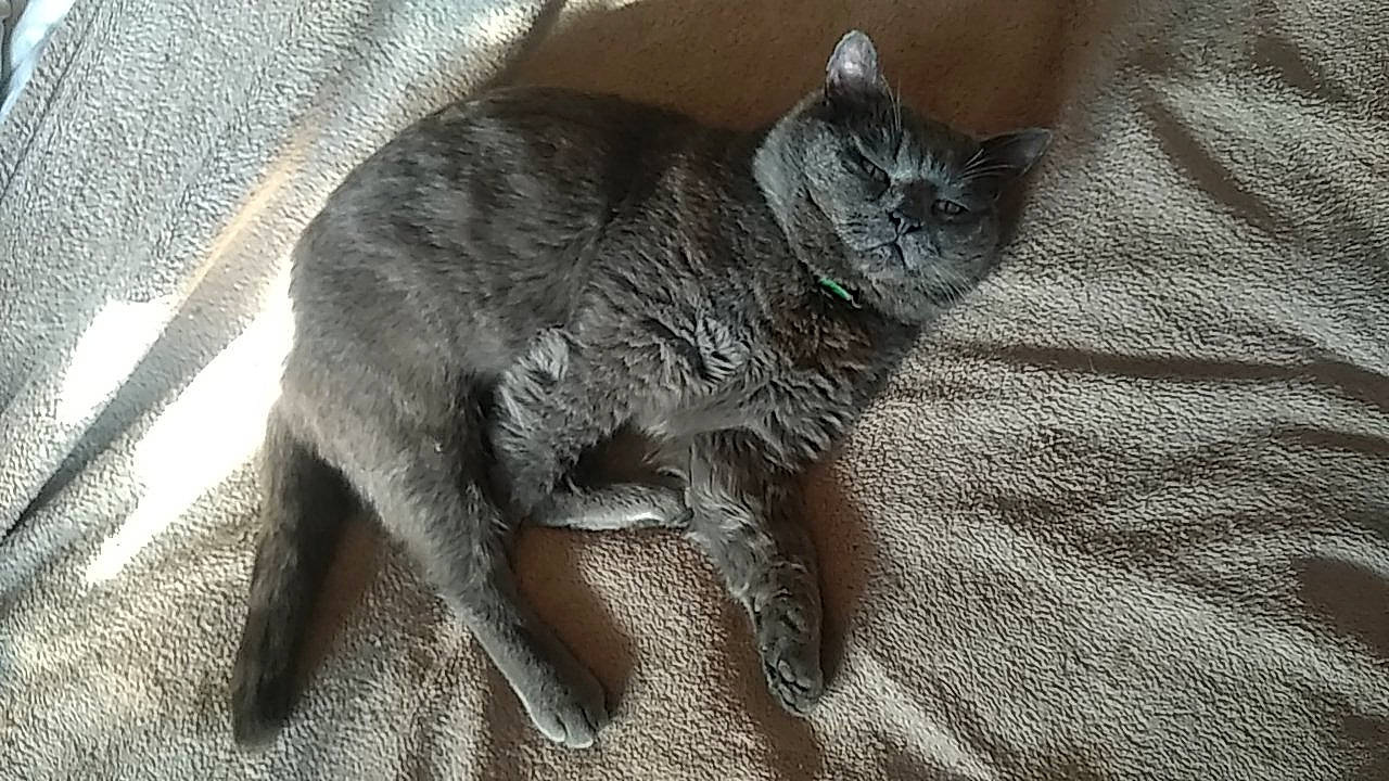 Onizuka participe au concours pour gagner de l'argent avec cette photo : carnivore, cat, claw, comfort, domestic_short_haired_cat, felidae, fur, grey, monochrome_photography, paw, plant, small_to_medium_sized_cats, snout, tail, terrestrial_animal, whiskers