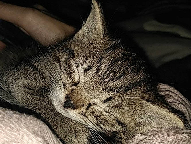 Joker a rejoint le concours — aidez-le/la à gagner de superbes lots ! carnivore, cat, claw, comfort, darkness, domestic_short_haired_cat, ear, felidae, fur, monochrome, monochrome_photography, nap, paw, sky, sleep, small_to_medium_sized_cats, whiskers