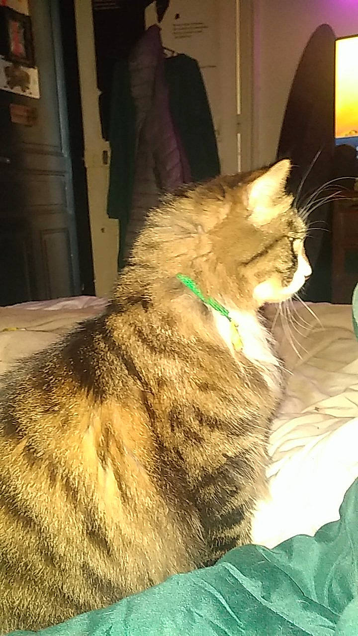 Malhon a rejoint le concours — aidez-le/la à gagner de superbes lots ! carnivore, cat, claw, comfort, domestic_short_haired_cat, door, fawn, felidae, flooring, fur, nap, paw, sitting, small_to_medium_sized_cats, snout, tail, terrestrial_animal, whiskers, wood