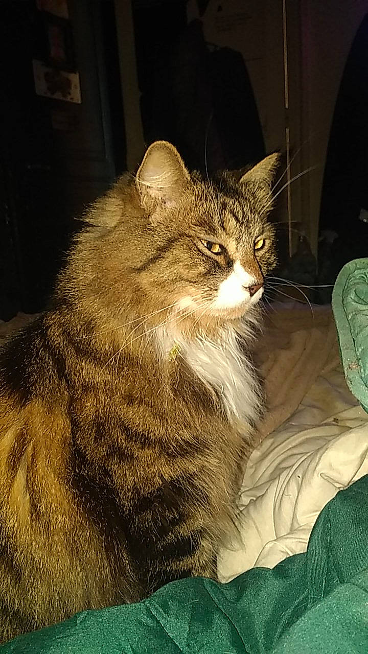 Malhon a rejoint le concours — aidez-le/la à gagner de superbes lots ! art, carnivore, cat, claw, darkness, domestic_short_haired_cat, eye, fawn, felidae, fur, night, paw, small_to_medium_sized_cats, snout, tail, terrestrial_animal, whiskers, wildlife, window, wood