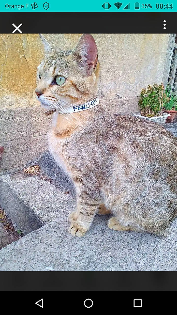 Féline De Cat De Luna participe au concours pour gagner de l'argent avec cette photo : carnivore, cat, claw, domestic_short_haired_cat, fawn, felidae, flowerpot, fur, grass, houseplant, paw, plant, road_surface, sitting, small_to_medium_sized_cats, snout, tail, terrestrial_animal, whiskers, wildlife