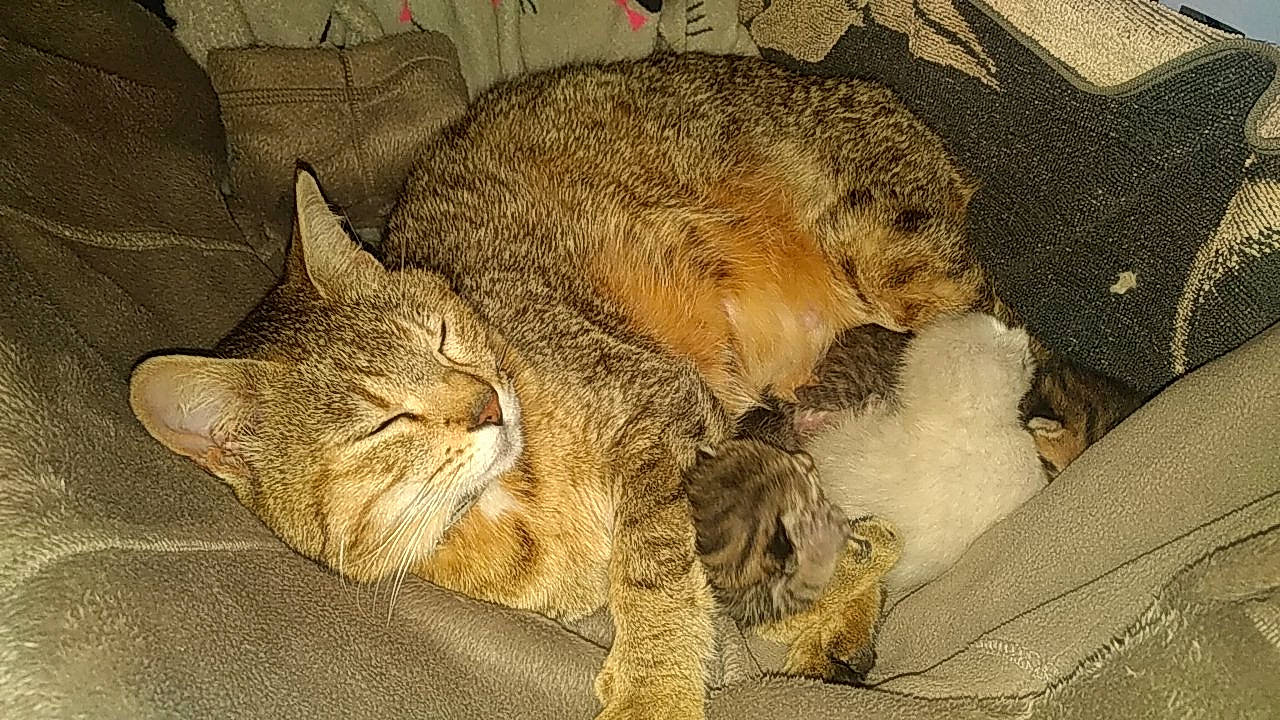 Féline De Cat De Luna a rejoint le concours — aidez-le/la à gagner de superbes lots ! carnivore, cat, claw, comfort, domestic_short_haired_cat, fawn, felidae, fur, nap, paw, sleep, small_to_medium_sized_cats, snout, tail, terrestrial_animal, whiskers, wildlife