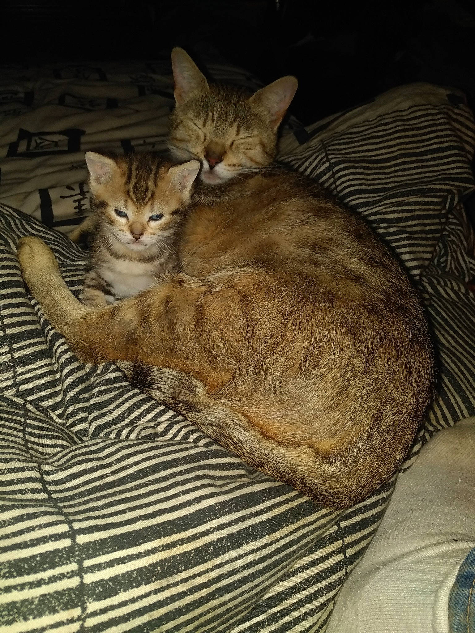 Féline De Cat De Luna a rejoint le concours — aidez-le/la à gagner de superbes lots ! brown, carnivore, cat, claw, comfort, domestic_short_haired_cat, fawn, felidae, fur, nap, paw, sitting, sleep, small_to_medium_sized_cats, snout, tail, terrestrial_animal, whiskers, wildlife, wood