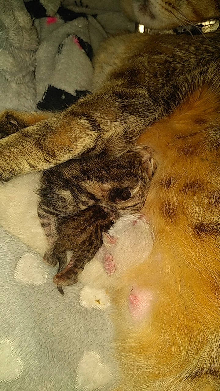 Féline De Cat De Luna participe au concours pour gagner de l'argent avec cette photo : art, claw, dog_breed, fawn, feather, felidae, flooring, foot, fur, human_leg, liver, pattern, paw, snout, tail, terrestrial_animal, textile, whiskers, wood, wool