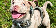 Kal-El joined the competition — help win amazing prizes! animal, blue_eyes, canine, cute, dog, grass, greenery, happy, harness, mammal, nature, outdoor, pet, playful, puppy, smiling, summer, sunlight, tongue_out, young_dog