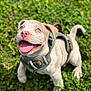 animal, blue_eyes, canine, cute, dog, grass, greenery, happy, harness, mammal, nature, outdoor, pet, playful, puppy, smiling, summer, sunlight, tongue_out, young_dog