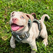 Kal-El joined the competition — help win amazing prizes! animal, blue_eyes, canine, cute, dog, grass, greenery, happy, harness, mammal, nature, outdoor, pet, playful, puppy, smiling, summer, sunlight, tongue_out, young_dog