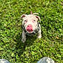 Kal-El joined the competition — help win amazing prizes! animal, blue_eyes, canine, casual, cute, daylight, dog, fur, grass, greenery, jeans, looking_up, nature, outdoor, paint_splatter, pet, playful, puppy, tongue, young_dog