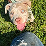 animal, blue_eyes, camo_harness, cute, dog, grass, hand, happy, jeans, looking_up, nature, outdoor, paint_splatter, person, pet, playful, puppy, sunlight, tongue_out, young_dog