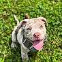 Kal-El is registered to the contest to win money with this photo: adorable, animal, blue_eyes, canine, close_up, cute, dog, grass, greenery, happy, harness, nature, outdoor, pet, playful, puppy, summer, sunlight, tongue_out, young_dog