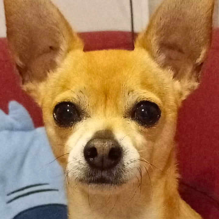 Nougat a rejoint le concours — aidez-le/la à gagner de superbes lots ! alert, animal, blue_pillow, brown_fur, cable, cartoon_face, chihuahua, close_up, couch, dog, domestic_animal, ears, household, indoor, pet, pet_portrait, plush_pillow, sitting, small_dog, wall_socket