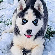 Talia a rejoint le concours — aidez-le/la à gagner de superbes lots ! dog, puppy, husky, blue_eyes, snow, playful, animal, pet, fur, cute, outdoor, winter, grass, young, mammal, canine, nature, tongue_out, black_and_white, lying_down