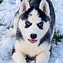 dog, puppy, husky, blue_eyes, snow, playful, animal, pet, fur, cute, outdoor, winter, grass, young, mammal, canine, nature, tongue_out, black_and_white, lying_down