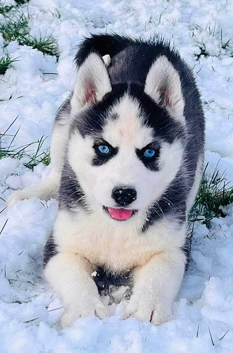 Talia a rejoint le concours — aidez-le/la à gagner de superbes lots ! dog, puppy, husky, blue_eyes, snow, playful, animal, pet, fur, cute, outdoor, winter, grass, young, mammal, canine, nature, tongue_out, black_and_white, lying_down