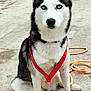 Talia a rejoint le concours — aidez-le/la à gagner de superbes lots ! dog, siberian_husky, medal, blue_eyes, sitting, concrete, outdoor, fence, vehicle, collar, pet, animal, fur, leash, medal_ribbon, ear, paw, snout, portrait, alert