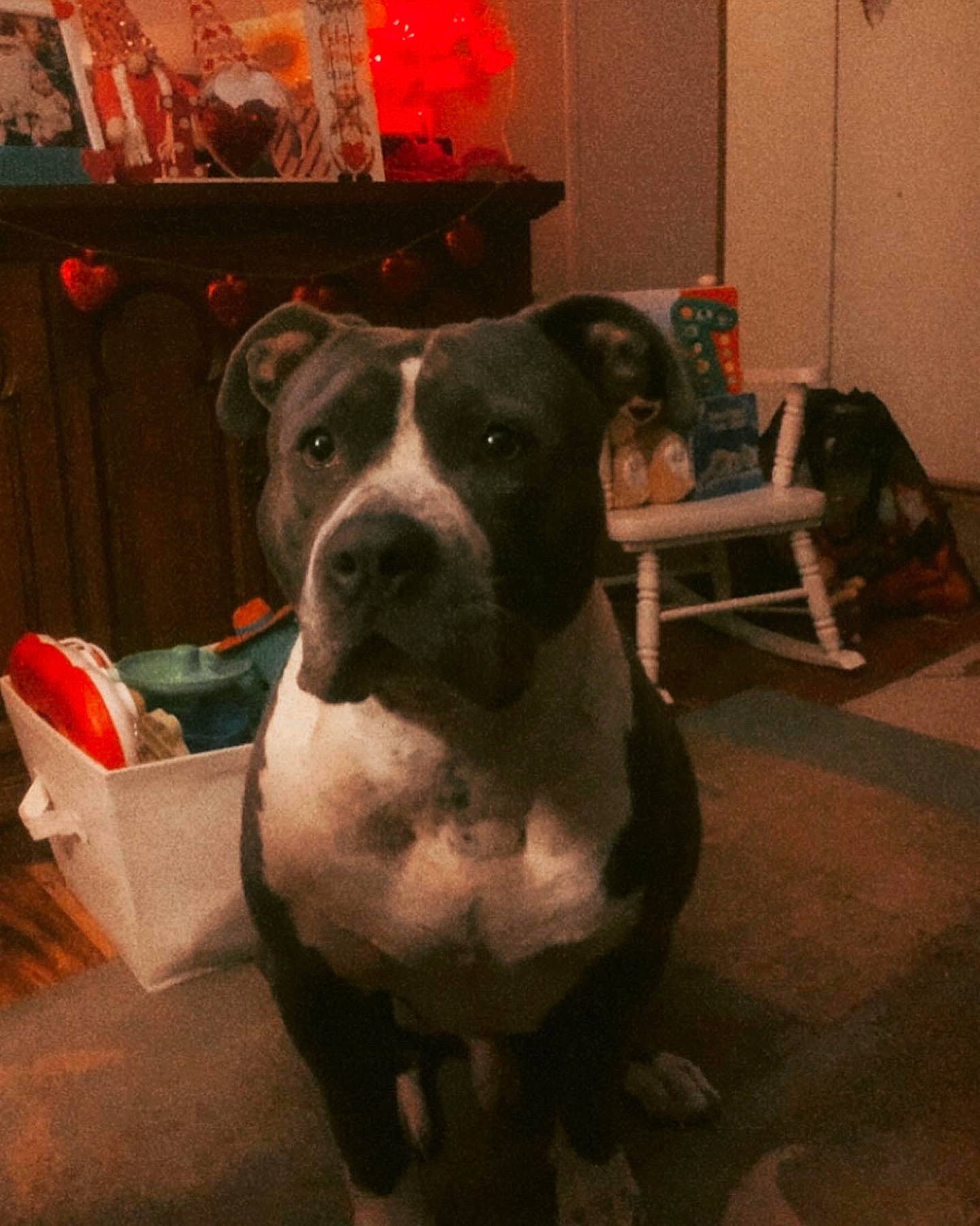 Biggie is registered to the contest to win money with this photo: carnivore, chair, collar, companion_dog, dog, dog_breed, dog_collar, fawn, floor, flooring, fur, guard_dog, metal, picture_frame, snout, sporting_group, tints_and_shades, whiskers, window, working_animal