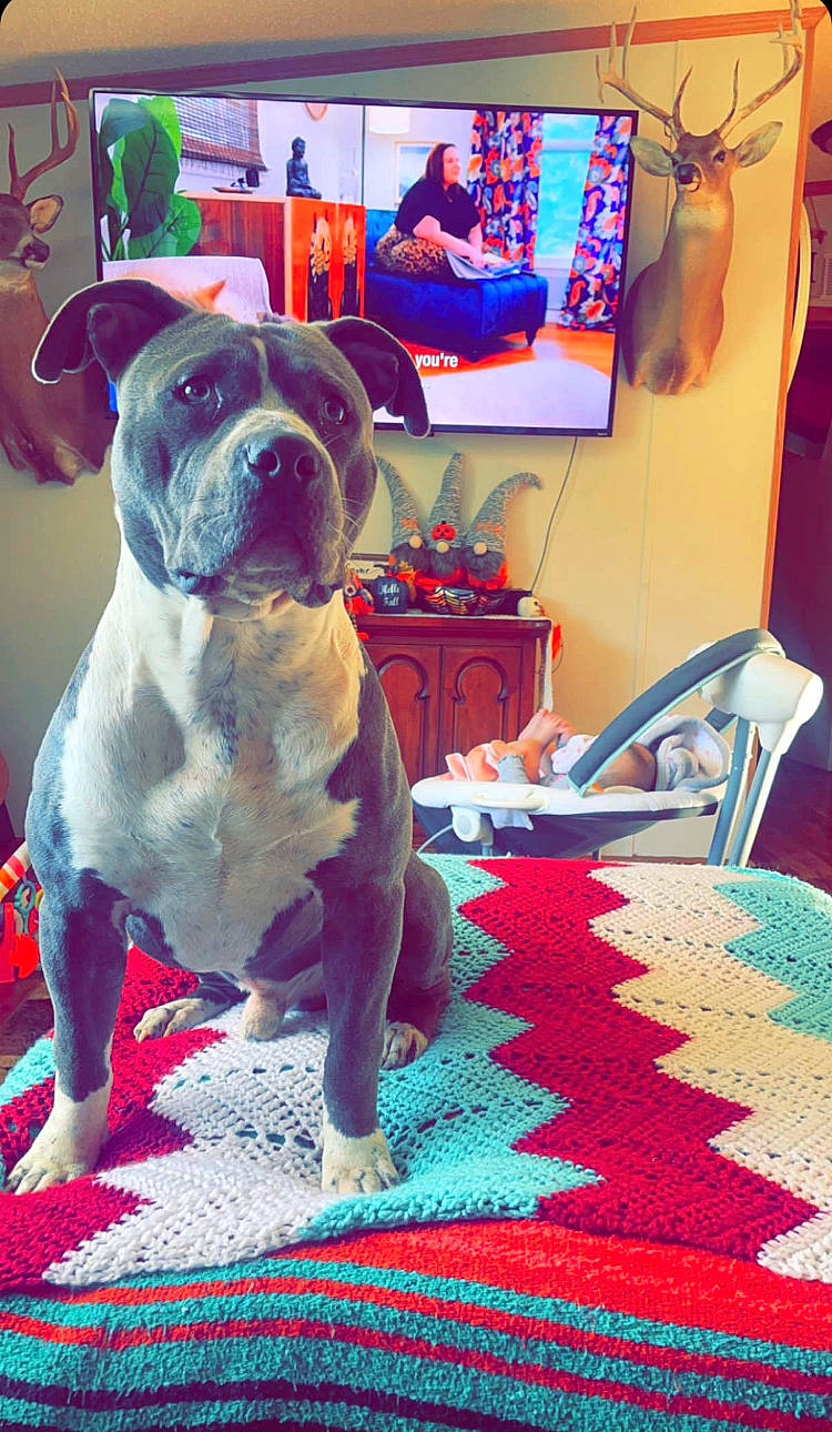 Biggie is registered to the contest to win money with this photo: blue, canidae, carnivore, carpet, collar, companion_dog, dog, dog_breed, dog_collar, event, fawn, flooring, green, houseplant, magenta, plant, snout, sporting_group, television, working_animal