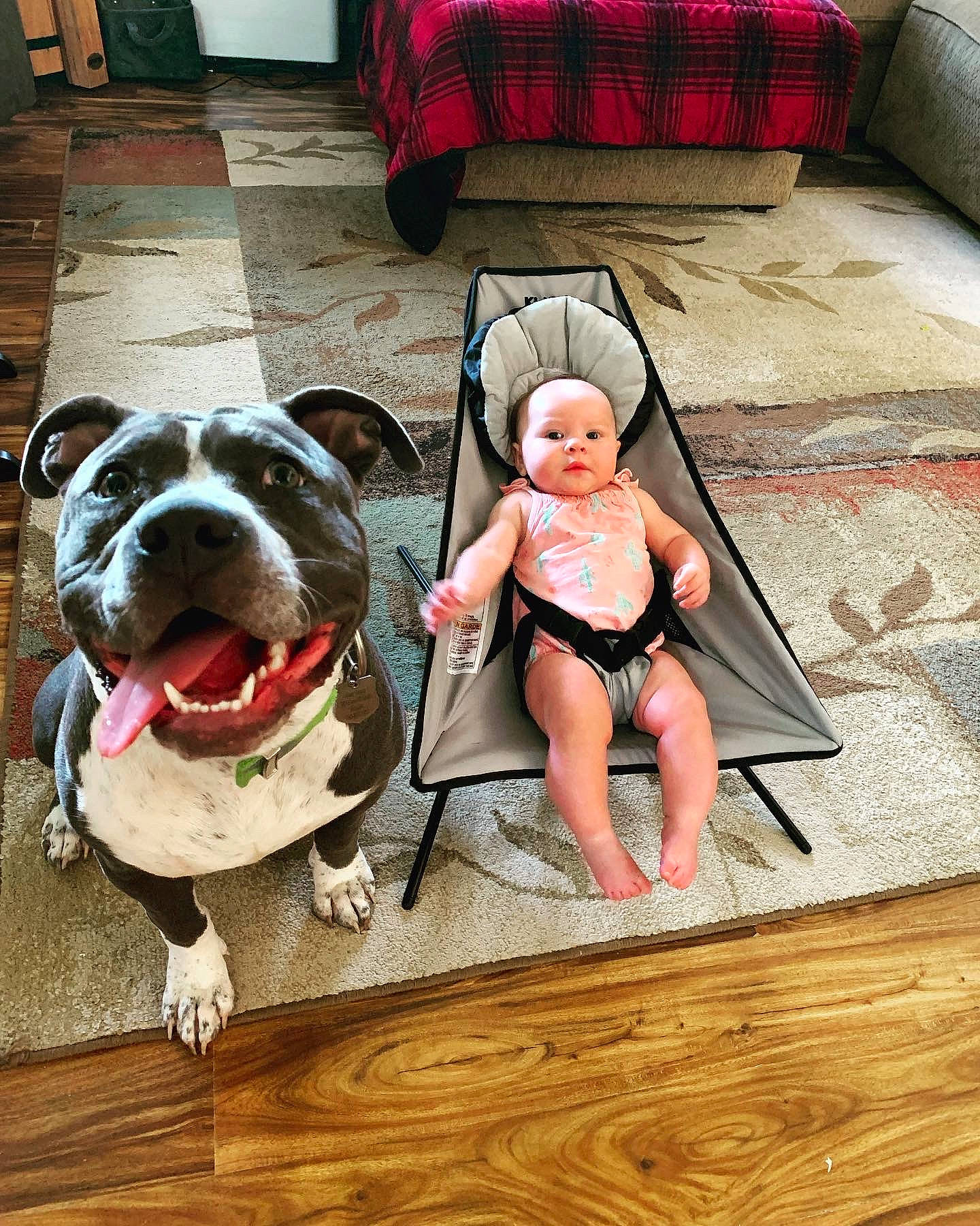 Biggie joined the competition — help win amazing prizes! baby, carnivore, chair, collar, comfort, companion_dog, dog, dog_clothes, dog_collar, dog_supply, eyewear, fawn, floor, flooring, personal_protective_equipment, selfie, smile, thigh, wood, working_animal