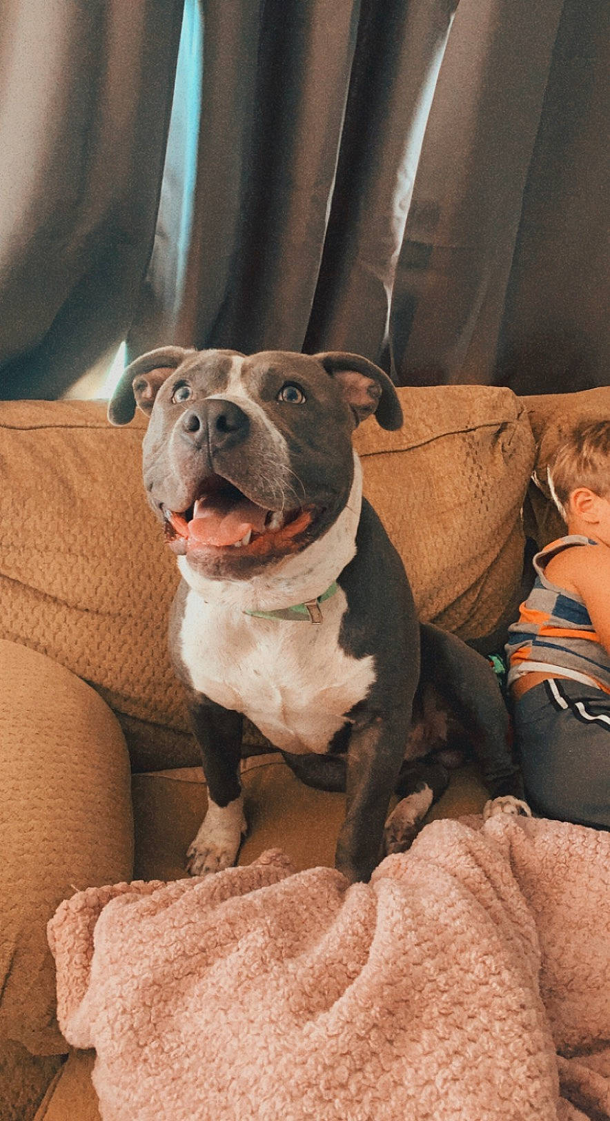 Biggie joined the competition — help win amazing prizes! bulldog, canidae, carnivore, club_chair, collar, comfort, companion_dog, dog, dog_breed, dog_collar, fawn, fur, liver, molosser, sitting, snout, sporting_group, whiskers, working_animal, wrinkle