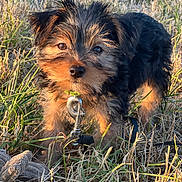 Ayko participe au concours pour gagner de l'argent avec cette photo : animal, closeup, cute, daylight, dog, ears, eyes, field, fur, grass, leash, muzzle, nature, outdoor, pet, playful, puppy, snout, sunlight, young
