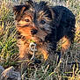 animal, closeup, cute, daylight, dog, ears, eyes, field, fur, grass, leash, muzzle, nature, outdoor, pet, playful, puppy, snout, sunlight, young