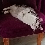 Chatouille a rejoint le concours — aidez-le/la à gagner de superbes lots ! cat, chair, purple, pet, feline, indoor, wooden_leg, relaxed, animal, fur, whiskers, looking, curious, domestic, floor, comfortable, home, resting, seat, cozy