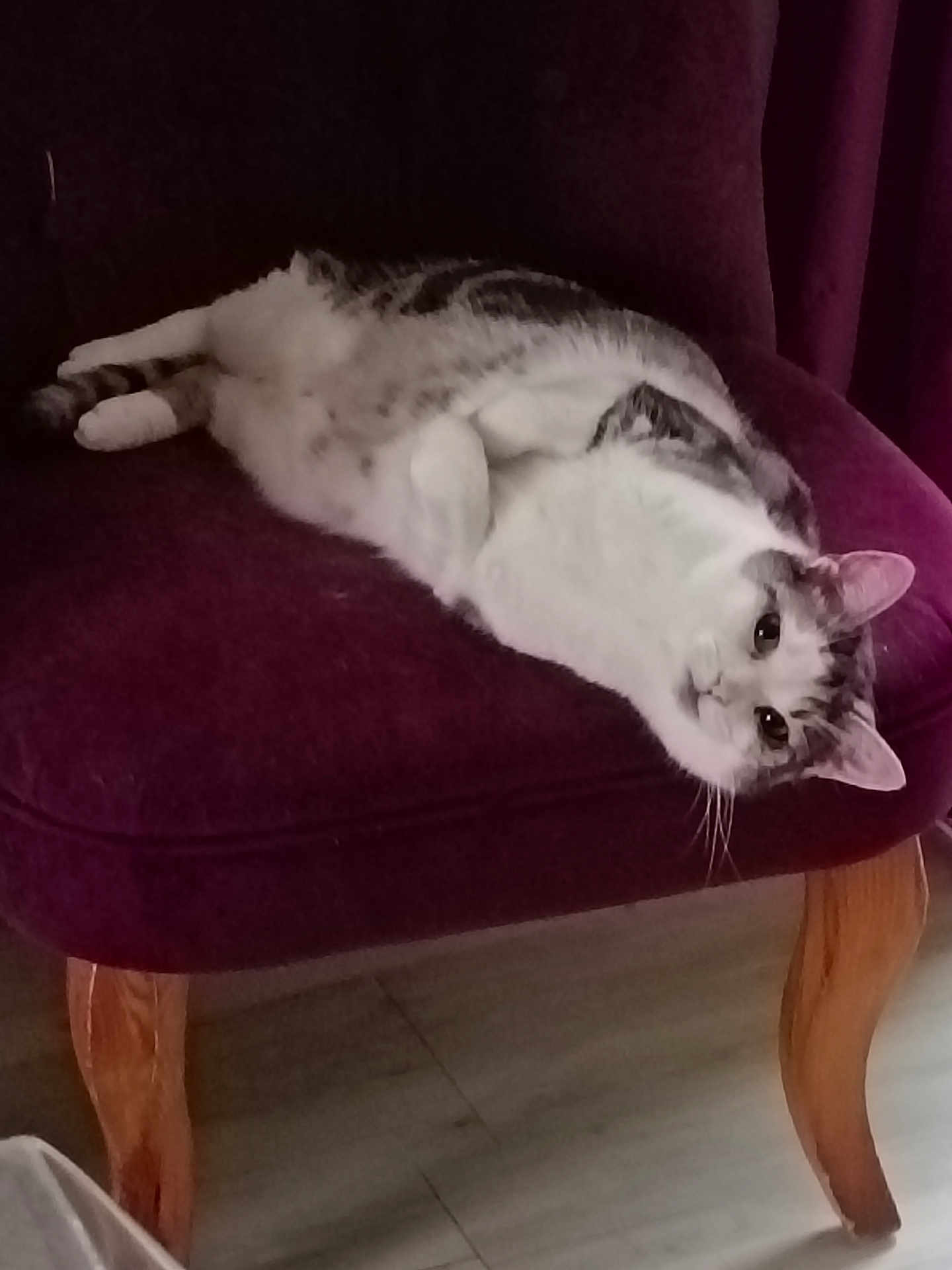 Chatouille a rejoint le concours — aidez-le/la à gagner de superbes lots ! cat, chair, purple, pet, feline, indoor, wooden_leg, relaxed, animal, fur, whiskers, looking, curious, domestic, floor, comfortable, home, resting, seat, cozy