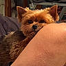 dog, small_dog, yorkshire_terrier, pet, fur, ears, nose, paw, indoor, person, knee, skin, cozy, curious, closeup, animal, cute, companion, resting, home