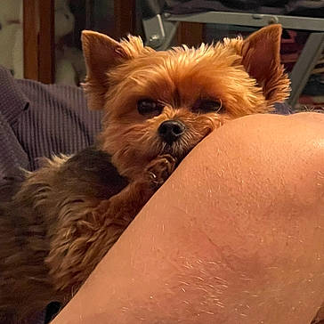 Camber joined the competition — help win amazing prizes! dog, small_dog, yorkshire_terrier, pet, fur, ears, nose, paw, indoor, person, knee, skin, cozy, curious, closeup, animal, cute, companion, resting, home