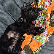 dog, black_dog, pet, lying_down, paws_up, couch, quilt, colorful, patterned, furry, cute, indoor, relaxed, paw_pads, snout, ears, fur, animal, companion, cozy