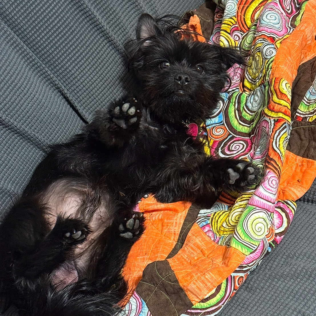 Cappy joined the competition — help win amazing prizes! dog, black_dog, pet, lying_down, paws_up, couch, quilt, colorful, patterned, furry, cute, indoor, relaxed, paw_pads, snout, ears, fur, animal, companion, cozy