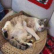 Blue is registered to the contest to win money with this photo: cat, feline, pet, indoor, cozy, blanket, knitted, cushion, chair, relaxed, curious, fur, paws, home, comfort, plaid, red, green, resting, cute
