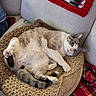 cat, feline, pet, indoor, cozy, blanket, knitted, cushion, chair, relaxed, curious, fur, paws, home, comfort, plaid, red, green, resting, cute