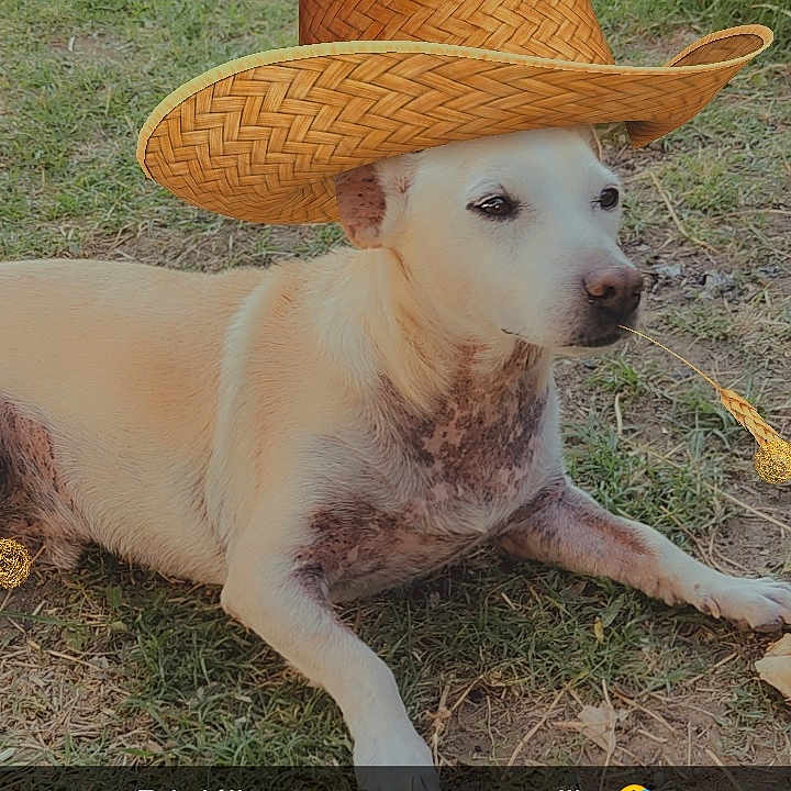 Iron participe au concours pour gagner de l'argent avec cette photo : animal, canine, clothing, cowboyhat, dog, face, grass, hat, head, labradorretriever, nature, outdoors, person, pet, photography, plant, portrait, puppy, sombrero, sunhat
