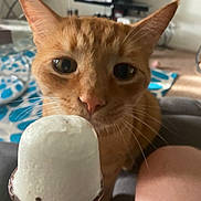 Tiger is registered to the contest to win money with this photo: cat, ginger_cat, ice_cream, vanilla, cone, indoor, curious, close_up, whiskers, pet, feline, person_leg, cushion, blurred_background, table, home, food, treat, snack, cute
