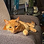 Tiger joined the competition — help win amazing prizes! cat, ginger_cat, armchair, furniture, indoor, relaxed, pet, cozy, living_room, plant, decor, table, couch, home, domestic, animal, feline, orange_cat, resting, comfortable