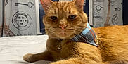 Tiger joined the competition — help win amazing prizes! cat, orange_cat, tabby, pet, indoor, bed, bandana, plaid, fur, whiskers, ear, face, animal, feline, resting, domestic_cat, curtains, home, closeup, portrait