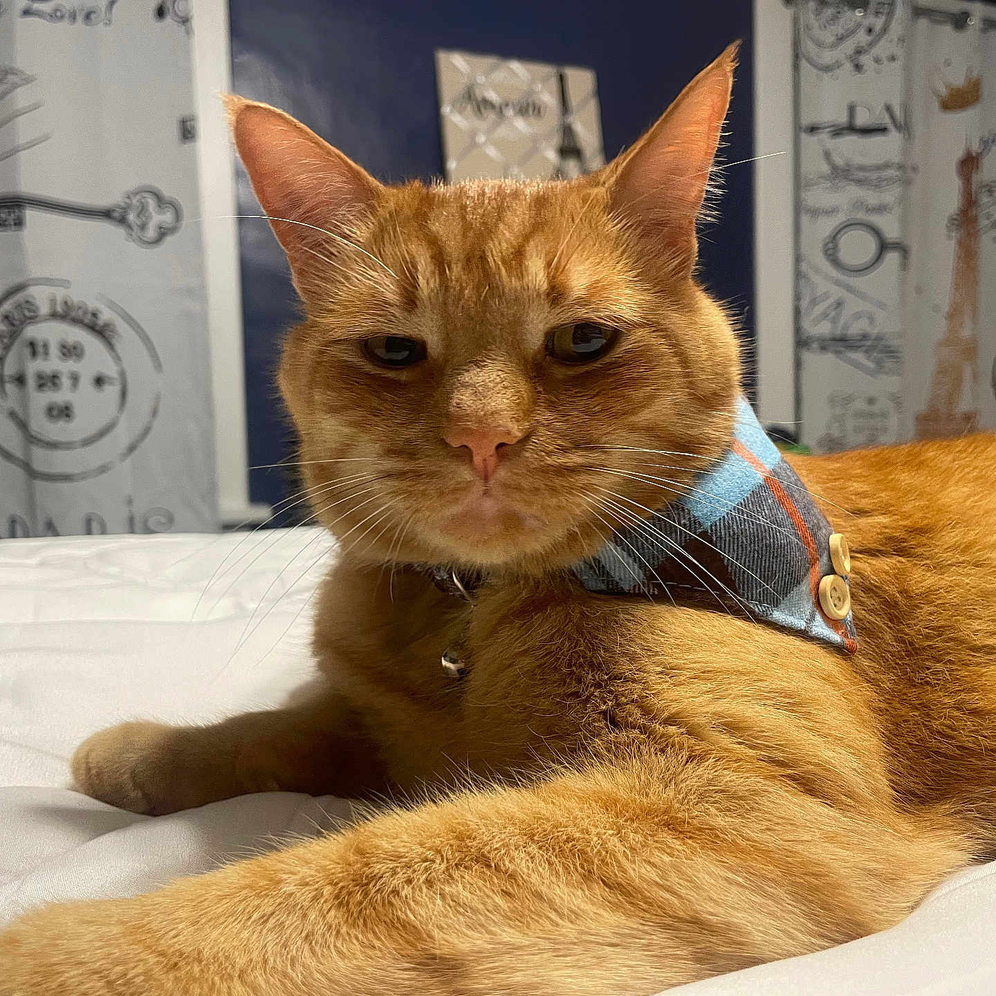 Tiger joined the competition — help win amazing prizes! animal, bandana, bed, cat, closeup, curtains, domestic_cat, ear, face, feline, fur, home, indoor, orange_cat, pet, plaid, portrait, resting, tabby, whiskers