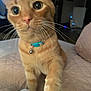 Tiger joined the competition — help win amazing prizes! cat, orange_tabby, pet, whiskers, collar, bell, paw, curious, indoor, quilted_surface, close_up, feline, domestic_animal, fur, wide_eyes, soft_lighting, blurred_background, animal, cute, household