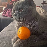 Bali a rejoint le concours — aidez-le/la à gagner de superbes lots ! cat, gray_cat, tangerine, fruit, couch, indoor, furniture, window, curious, pet, whiskers, fur, closeup, animal, domestic, paws, orange, cozy, soft, home