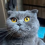 Bali participe au concours pour gagner de l'argent avec cette photo : cat, gray_cat, yellow_eyes, close_up, indoor, furniture, whiskers, pet, fur, cute, animal, domestic_cat, face, curious, soft_light, background_blur, cozy, mammal, portrait, feline