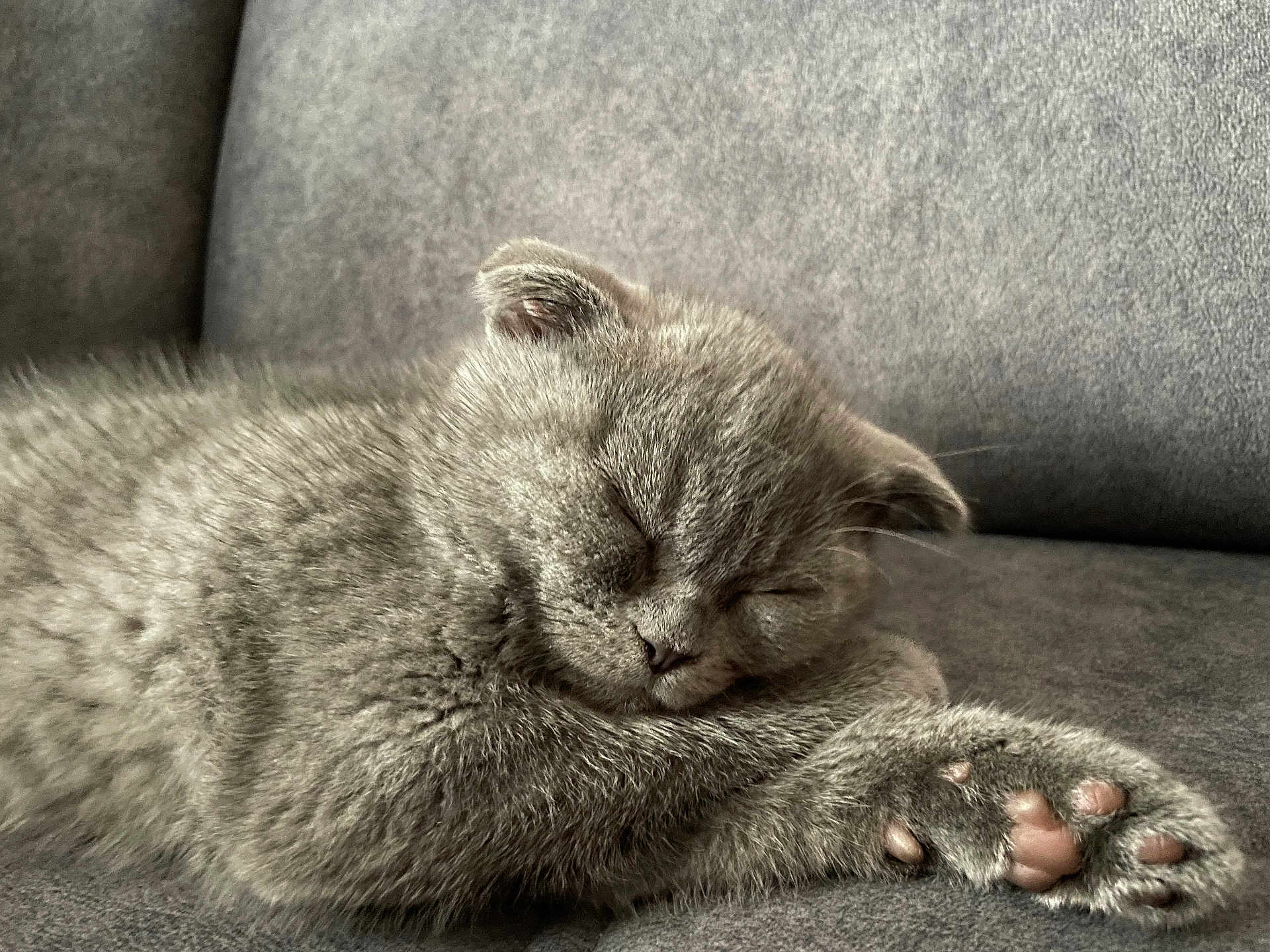 Bali a rejoint le concours — aidez-le/la à gagner de superbes lots ! kitten, gray_fur, sleeping, paw, pink_pads, close_up, couch, soft_texture, cozy, resting, cute, pet, animal, feline, indoor, relaxed, whiskers, small, fur, adorable