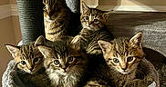 Noname joined the competition — help win amazing prizes! cat, kitten, cats, feline, pet, animal, tabby, fur, whiskers, ears, eyes, cat_tree, plush, indoor, family, cute, resting, multi_level, cozy, curious