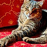 Noname is registered to the contest to win money with this photo: cat, tabby, feline, pet, animal, resting, couch, red_couch, patterned_fabric, sunlight, indoor, whiskers, paw, fur, relaxed, close_up, portrait, home, comfortable, domestic