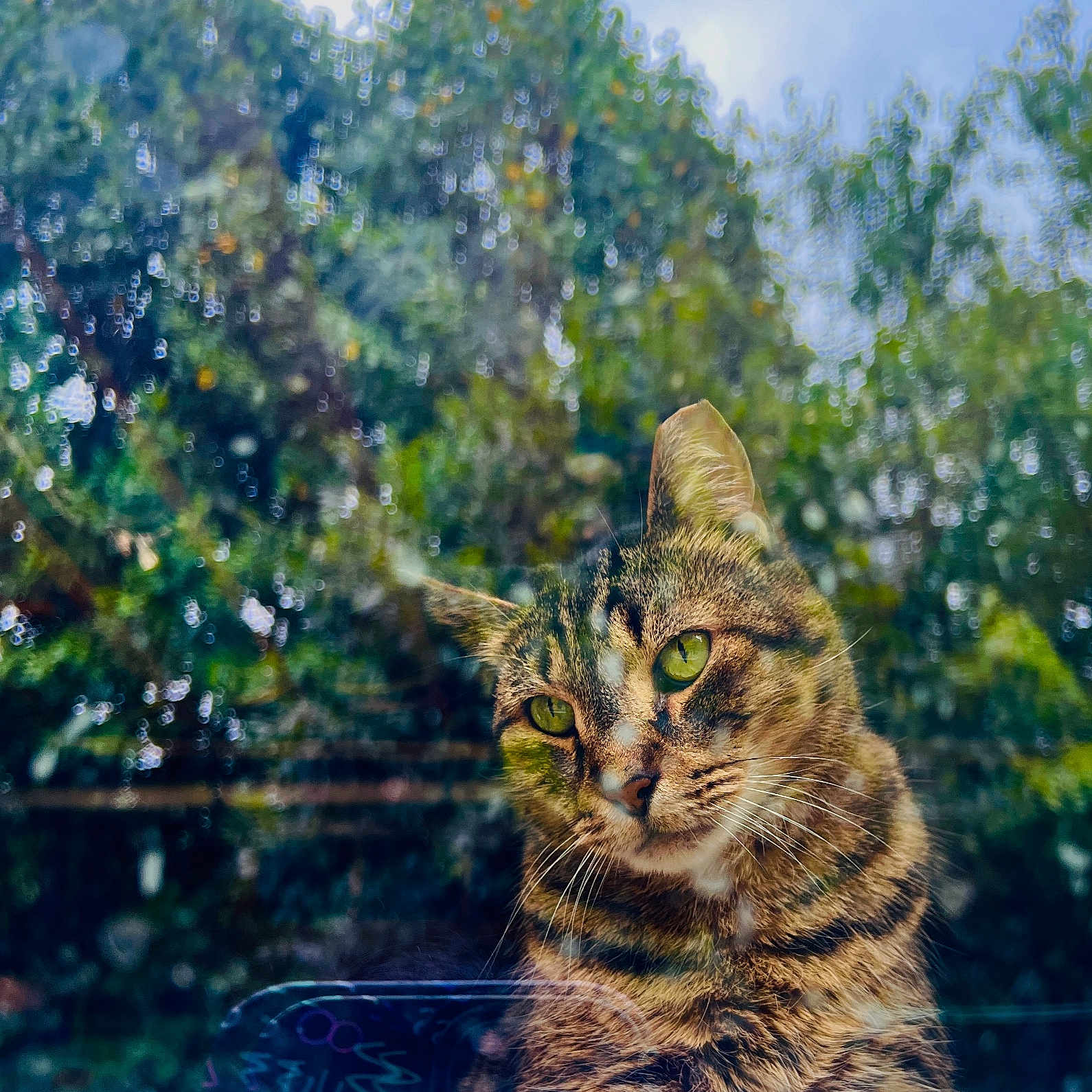 Noname joined the competition — help win amazing prizes! cat, tabby_cat, green_eyes, window, glass, rain_drops, blurred_background, garden, nature, outdoor, curious, feline, pet, animal, portrait, closeup, reflection, soft_focus, daylight, whiskers