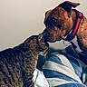 Noname joined the competition — help win amazing prizes! dog, cat, bed, blanket, striped_cat, brindle_dog, collar, indoor, pet, animal, friendship, nuzzling, cozy, furry, cute, companion, resting, closeup, domestic, affection