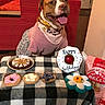 Deedee is registered to the contest to win money with this photo: dog, birthday, sweater, bandana, table, dog_treats, dog_toys, donut_toy, plaid_blanket, indoor, couch, red_couch, happy_dog, tongue_out, celebration, pet, food, smiling, wood_floor, living_room