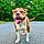 Deedee