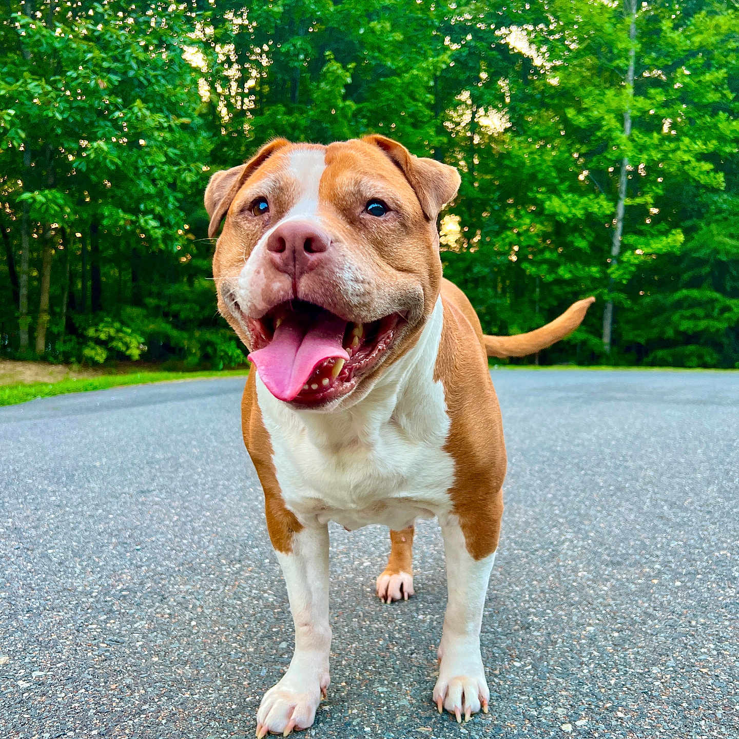 Deedee joined the competition — help win amazing prizes! dog, outdoor, road, greenery, trees, happy, tongue_out, pet, canine, nature, summer, animal, walking, playful, brown_and_white, close_up, daylight, park, smiling, friendly